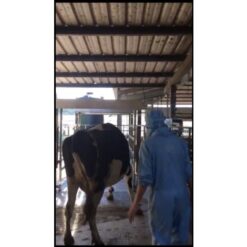 牛籠動物籠秤 9 動物牛籠秤|尚和國際衡器