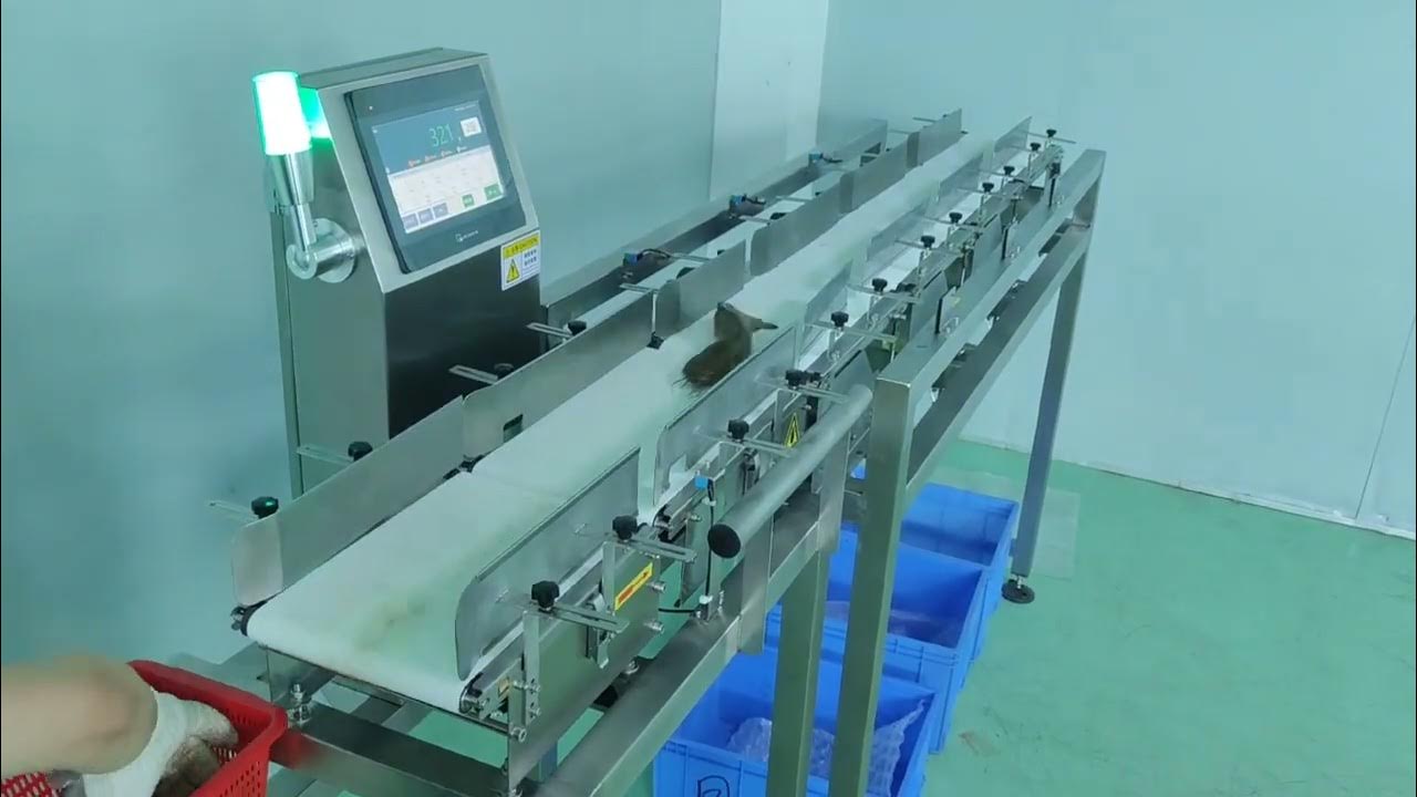 魚選別機/分級機是什麼?水產加工自動化的高效解決方案 2 魚選別機/分級機是什麼?水產加工自動化的高效解決方案-尚和國際衡器自動檢測設備